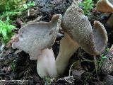 Helvella solitaria 