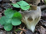 Helvella costifera