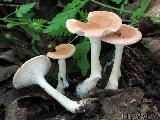 Infundibulicybe gibba 