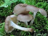 Gerronema xanthophyllum
