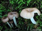 Gerronema xanthophyllum
