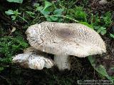 Tricholoma pardinum 