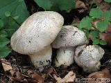 Tricholoma pardinum 