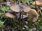 Entoloma longistriatum var. sarcitulum