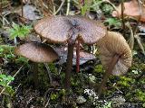 Entoloma longistriatum var. sarcitulum