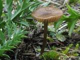 Entoloma longistriatum var. sarcitulum 