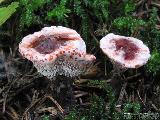 Hydnellum peckii 