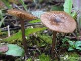 Entoloma longistriatum var. sarcitulum 