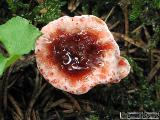 Hydnellum peckii