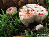 Hydnellum peckii