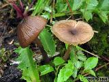 Entoloma longistriatum var. sarcitulum 