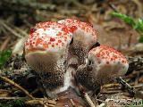 Hydnellum peckii 