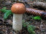 Leccinum rufum 