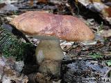 Leccinum rufum 