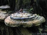 Ganoderma pfeifferi 