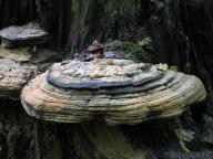 jižní čechy jižní čechy