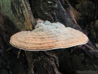 jižní čechy jižní čechy