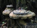 Ganoderma pfeifferi