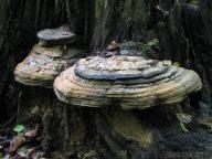 jižní čechy jižní čechy