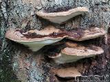 Ganoderma pfeifferi 