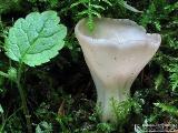 Helvella confusa 