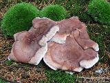Phellodon violascens 