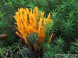 Calocera viscosa 