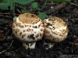 Agaricus bohusii 