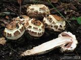 Agaricus bohusii 