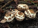 Agaricus bohusii 