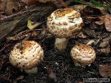 Agaricus bohusii 