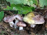 Hygrophorus russula