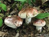 Hygrophorus russula