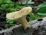 Polyporus tuberaster