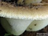 Polyporus tuberaster