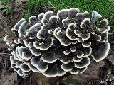 Trametes versicolor 