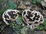 Trametes versicolor 