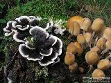 Trametes versicolor 