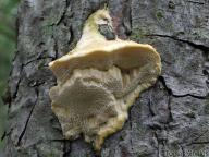 foto Tomáš Chaluš