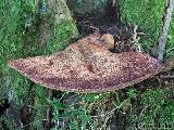 Fistulina hepatica 