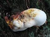 Buglossoporus quercinus 