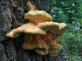 Laetiporus sulphureus