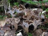 Craterellus undulatus 