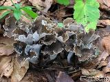 Craterellus undulatus 