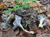 Craterellus undulatus 
