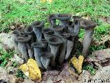 Craterellus cornucopioides 