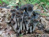 Craterellus cornucopioides 