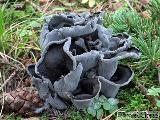 Craterellus cornucopioides 