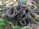 Craterellus cornucopioides 