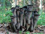 Craterellus cornucopioides 